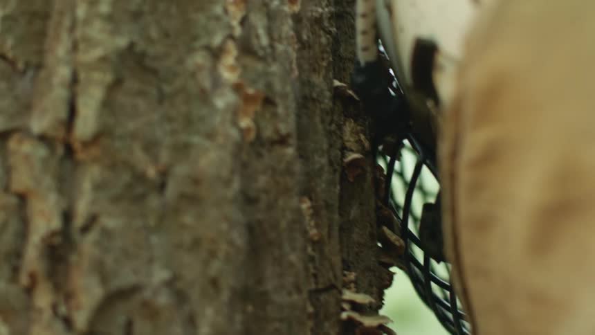 A person wearing a caged hockey mask slams their head into the side of a large tree