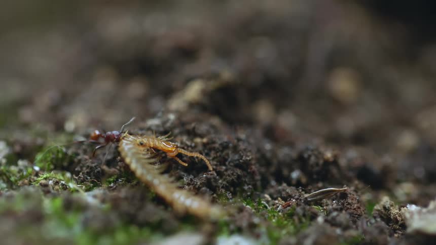 An ant drags the body of a centipede over a mound of dirt