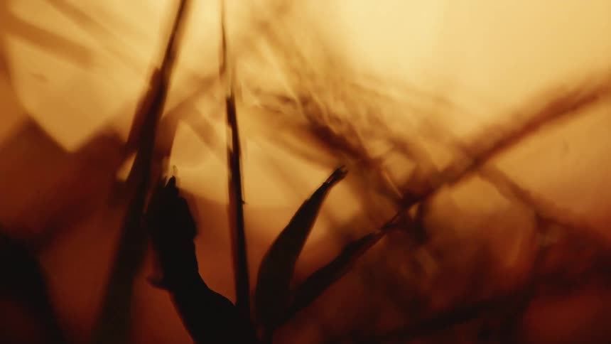 Flickering orange sunlight behind blades of silhouetted grass