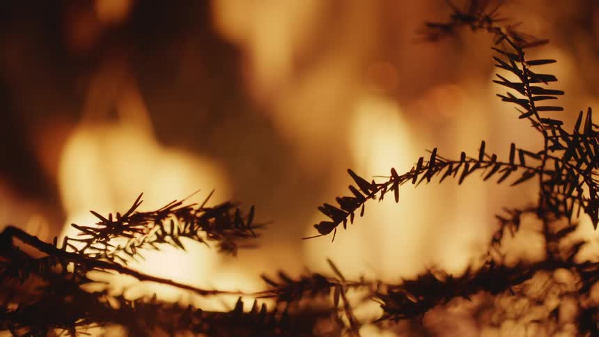 Roaring flames behind the branches of a pine tree