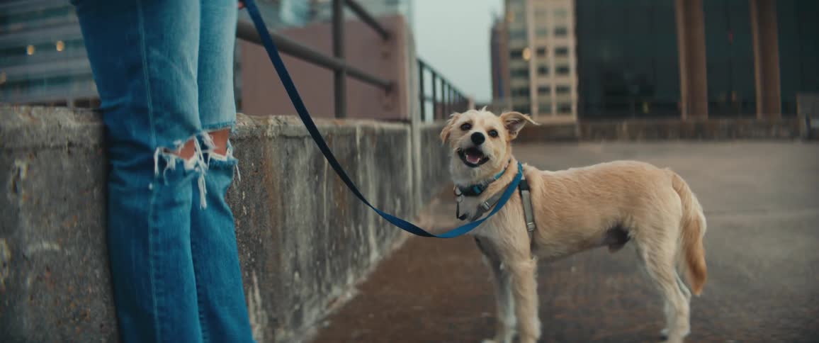 A woman leans against the guard rail on the roof of a building while holding a leash attached to a small dog