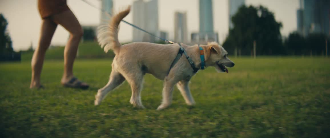A woman walks a dog in a city park with skyscrapers in the distance
