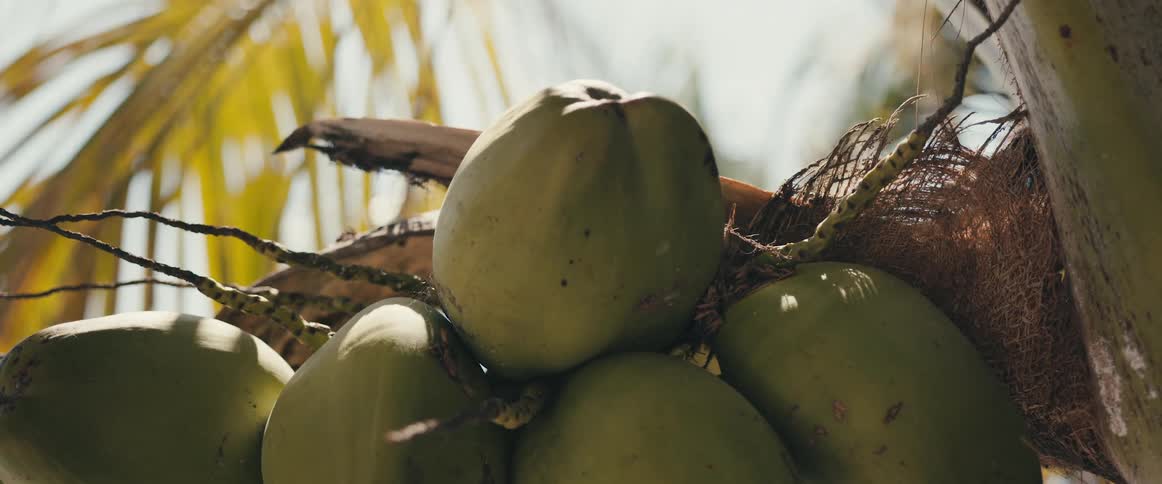 Coconuts on a coconut tree outside