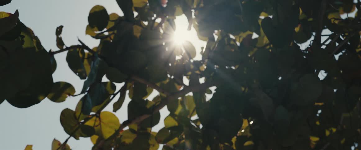 The sun shines through green leaves