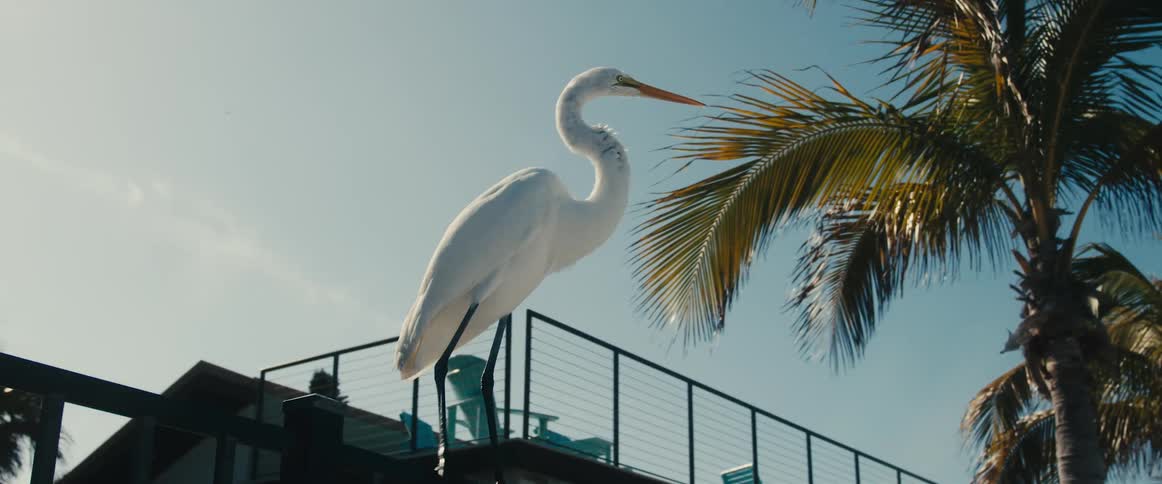 A white stork stands on the fence of a house before taking flight towards the sea