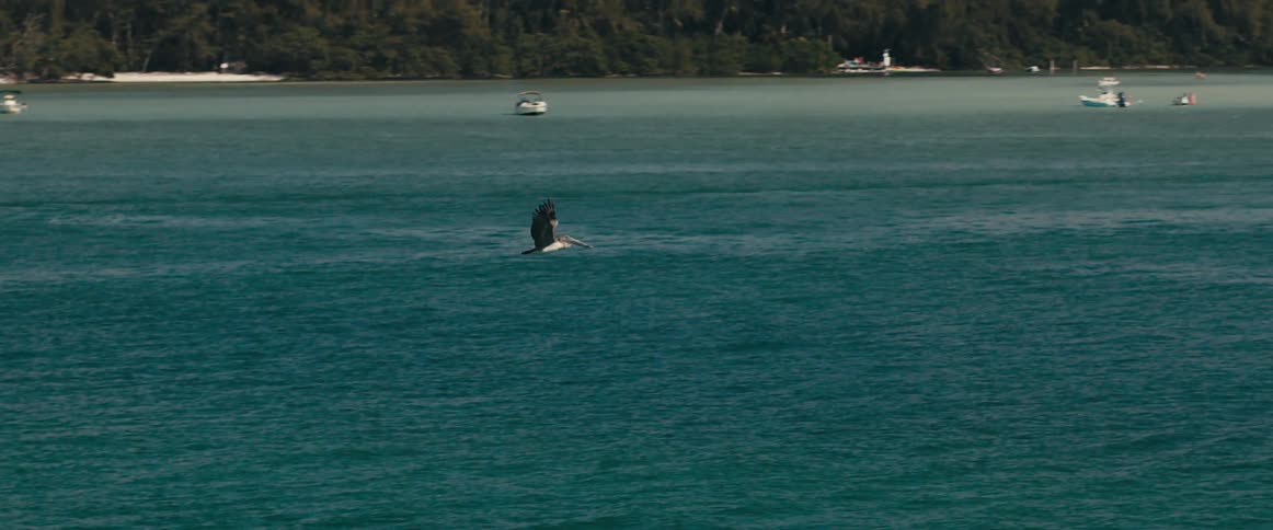 Pelican flying over the calm ocean waters near the coast