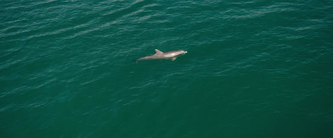 A dolphin swimming in an ocean