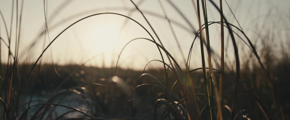 Sunlight shining over tall grass in a field