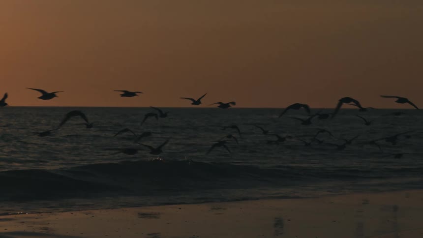 A flock of birds flying over the ocean at sunset
