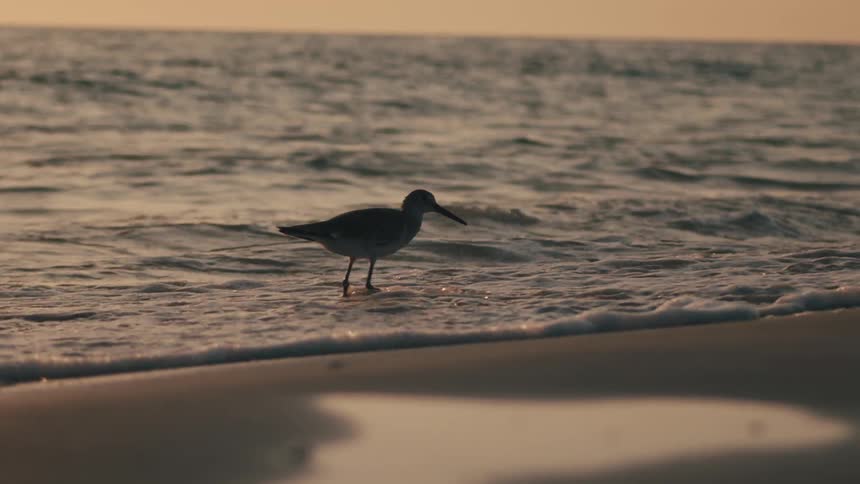 A bird is walking on the coast of a beach