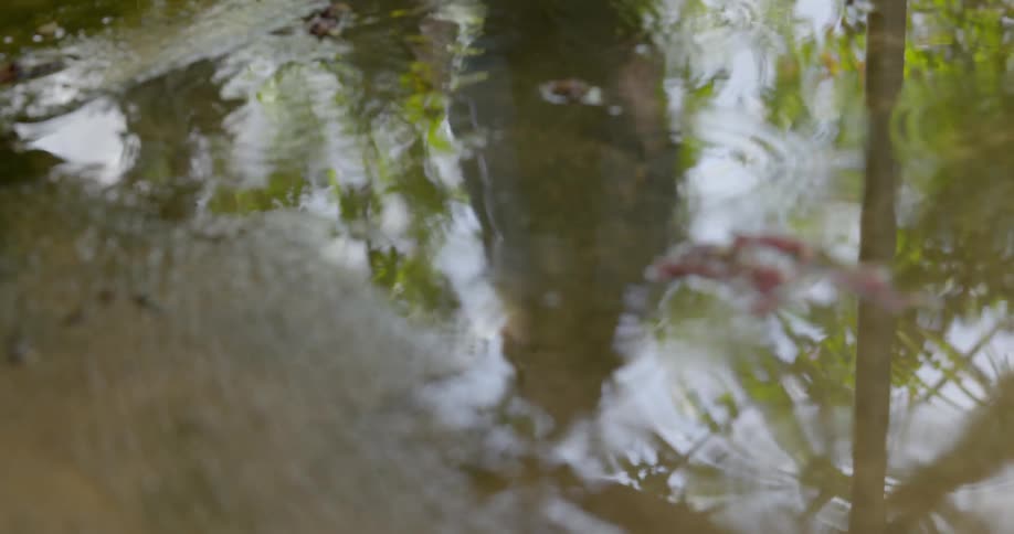 A woman can be seen walking in the reflection in a puddle