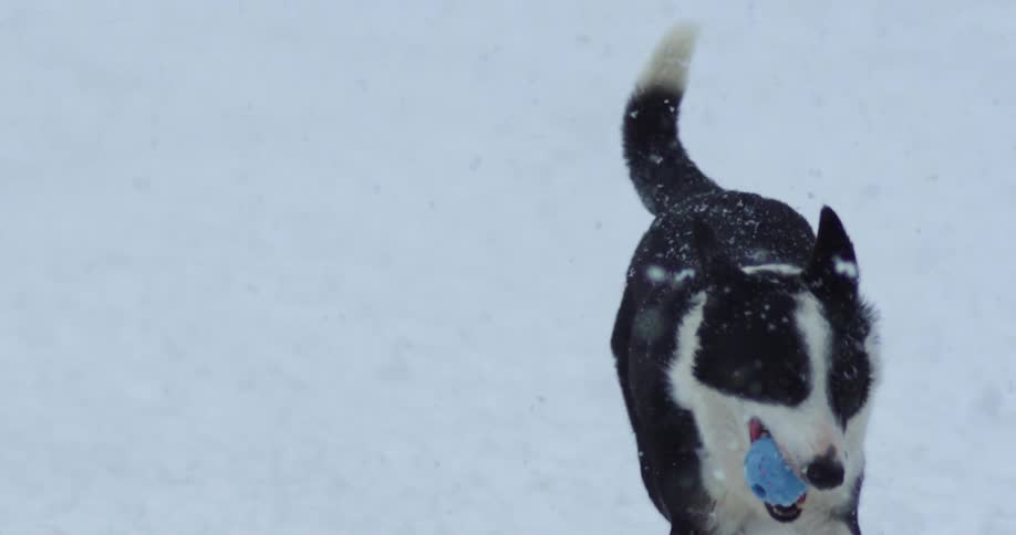 Black dog carrying a blue ball in mouth runs through snow as snow falls from the sky