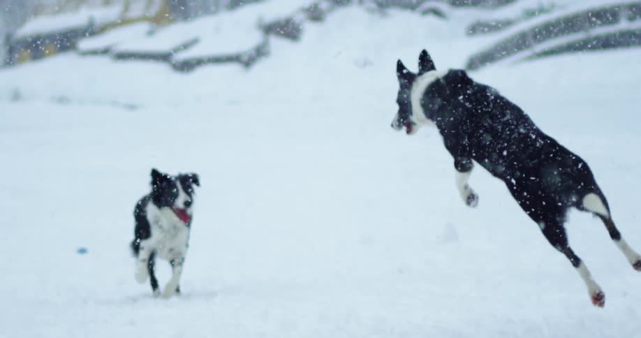 Two dogs are playing in the snow outdoors