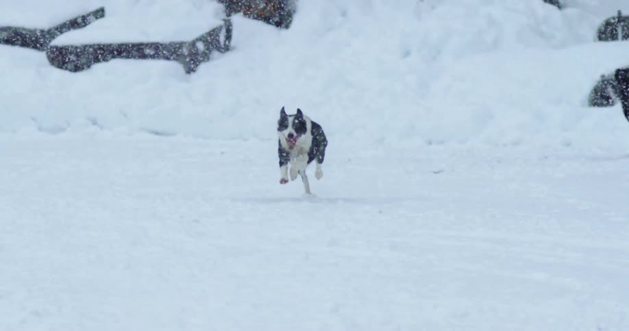 Dogs running outdoors in falling snow