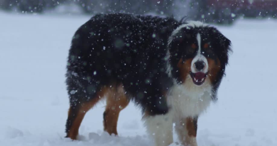 A large dog standing outside in a snow storm eating snow
