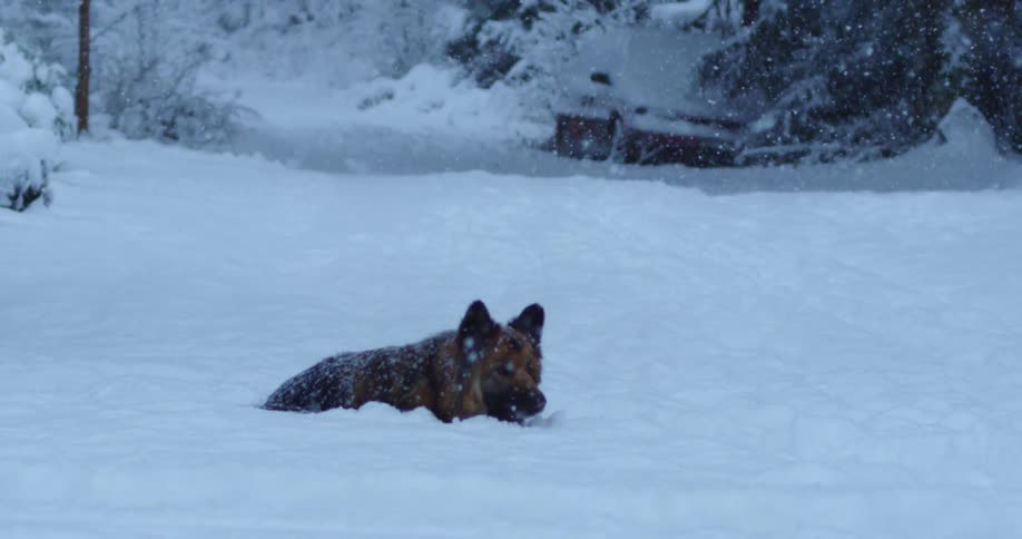 Dog lays down in deep snow