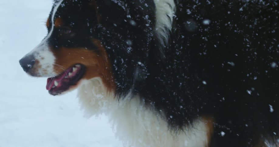 Black and white dog walks through snow through snow as it falls heavily