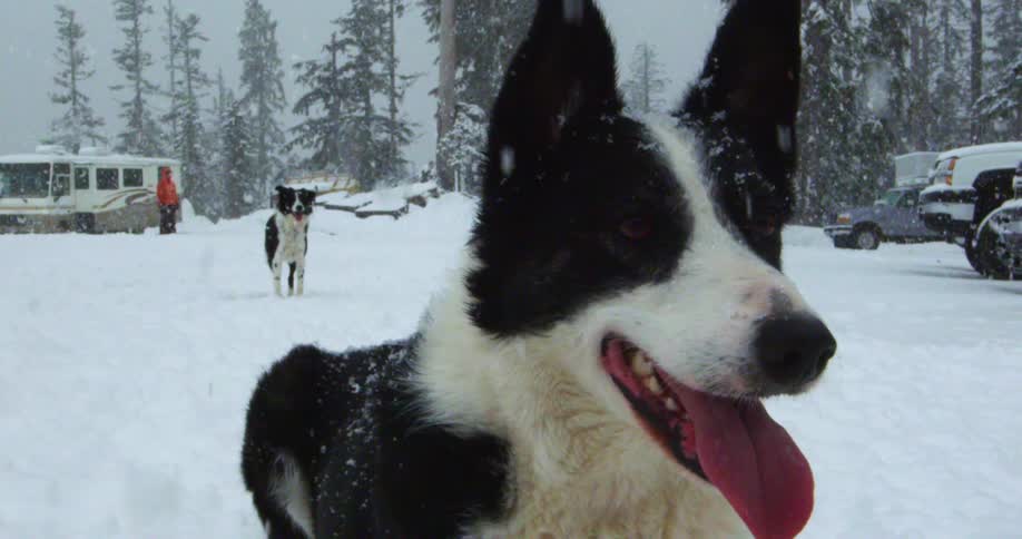 A man stands outside with his two dogs while it snows