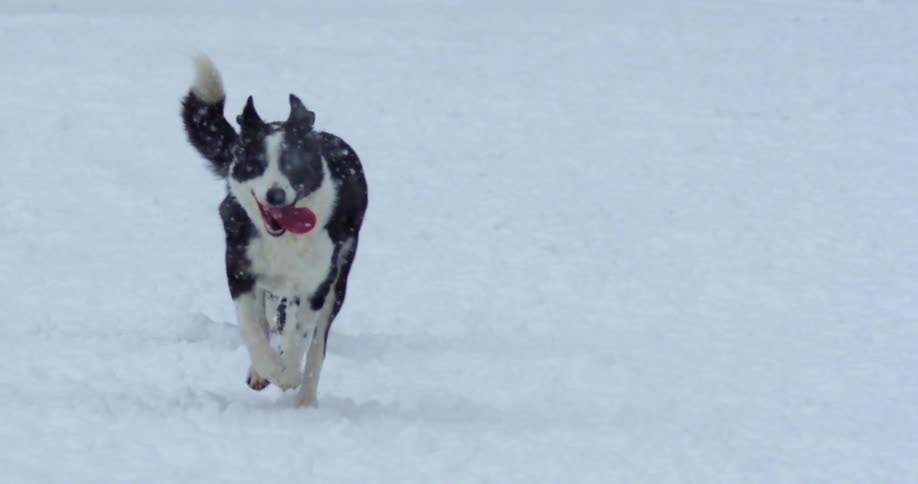 Two dogs play and run across a snowy field