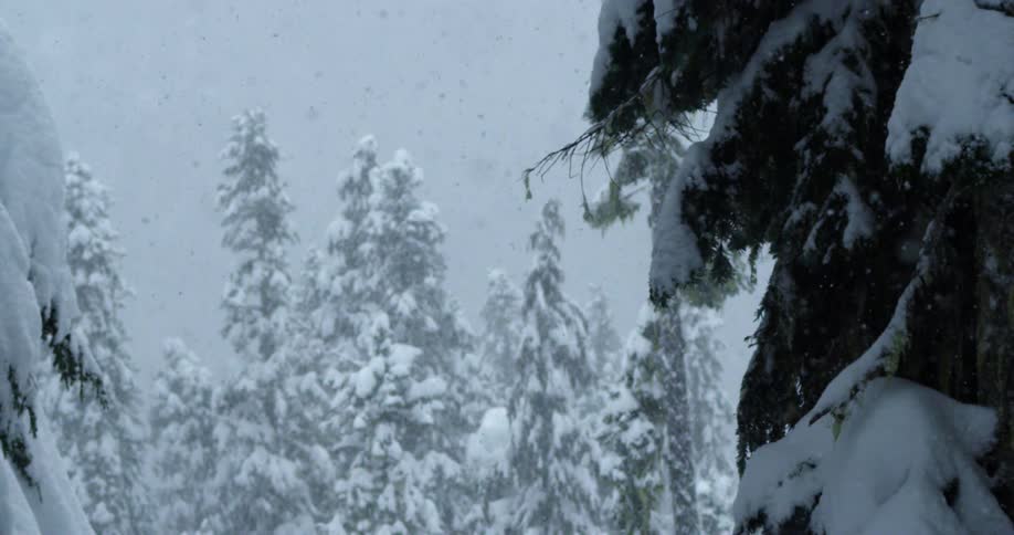 Snow softly falls on a pine forest in the mountains