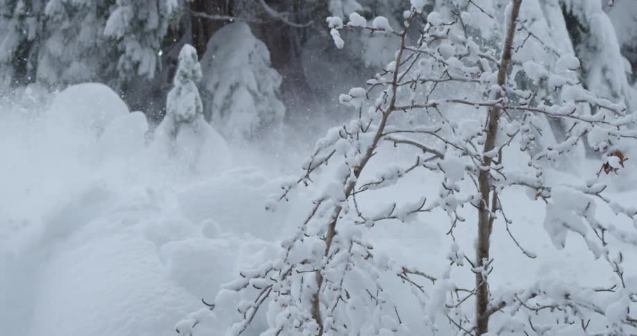 A skier blows powder through a tree
