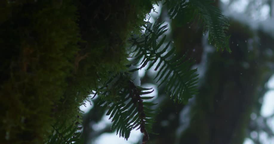 Small snowflakes fall softly onto evergreens and ferns