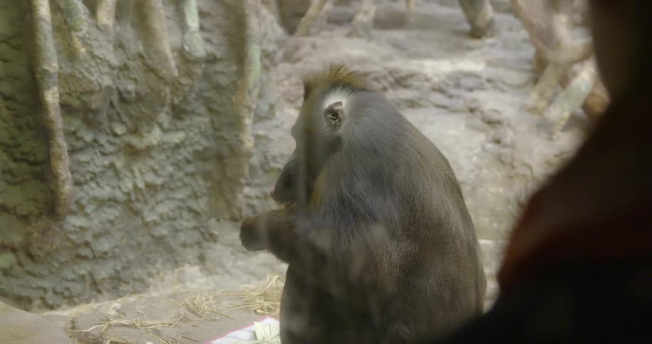 A baboon is eating behind some glass