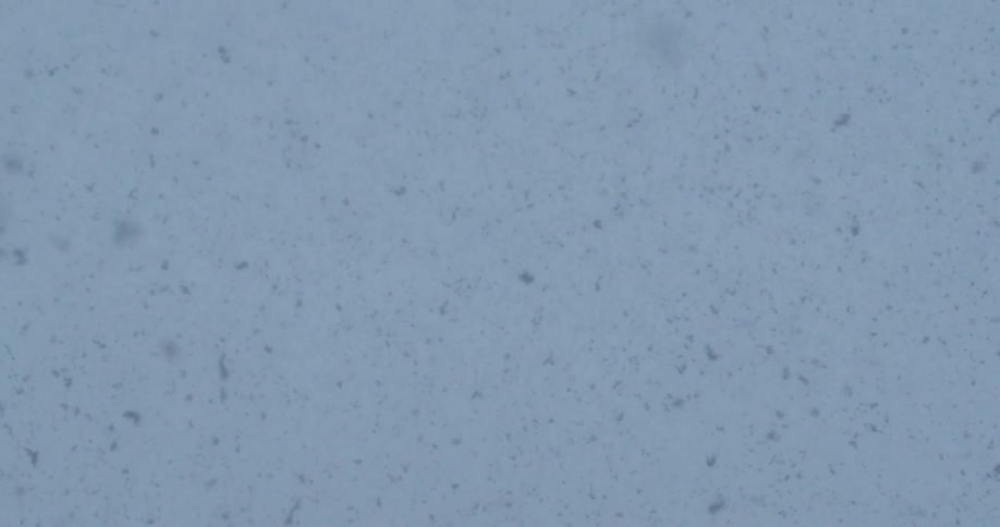 Snow gently falls against a white sky