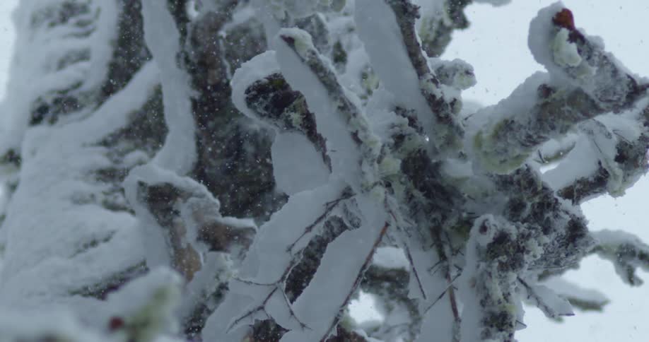 Snow falling on a tree covered in snow
