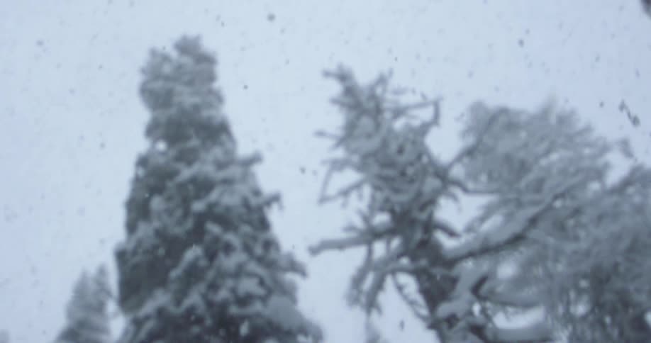Snow softly falling on old growth trees