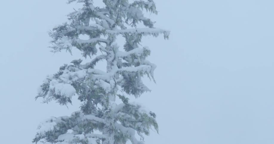 A pine tree in a blizzard