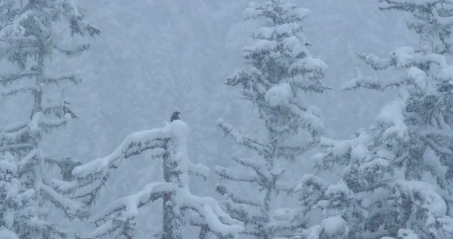 Thick snow is falling softly onto evergreen trees and a raven