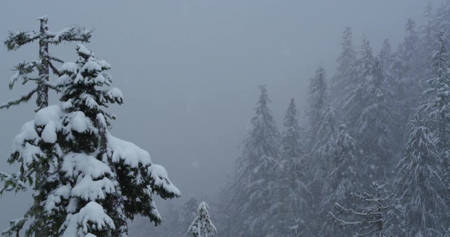 Snow falls through the thick fog onto an evergreen forest