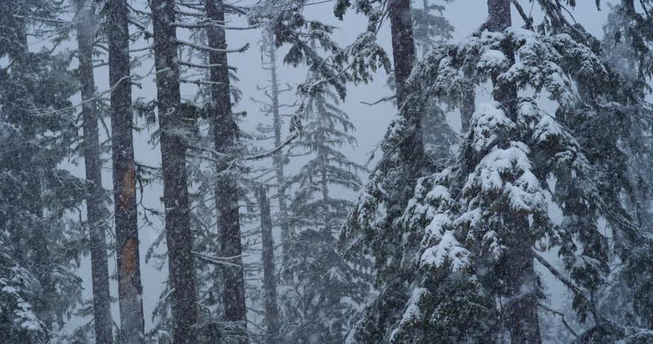 Heavy snow falls on evergreen trees in a foggy forest