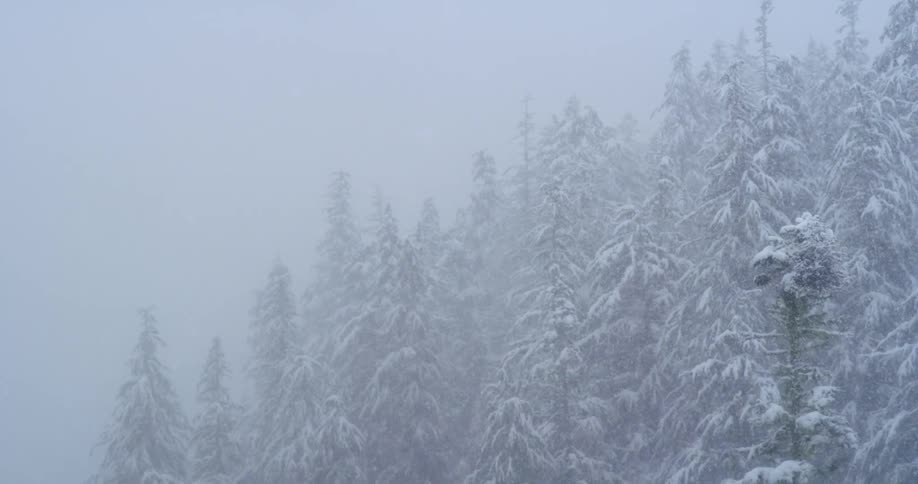 Snow storm falling over a pine tree forest