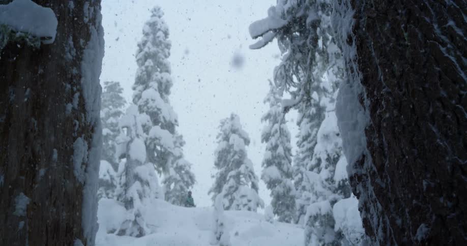Heavy snow falls from the sky onto thick evergreen trees and a person in the woods