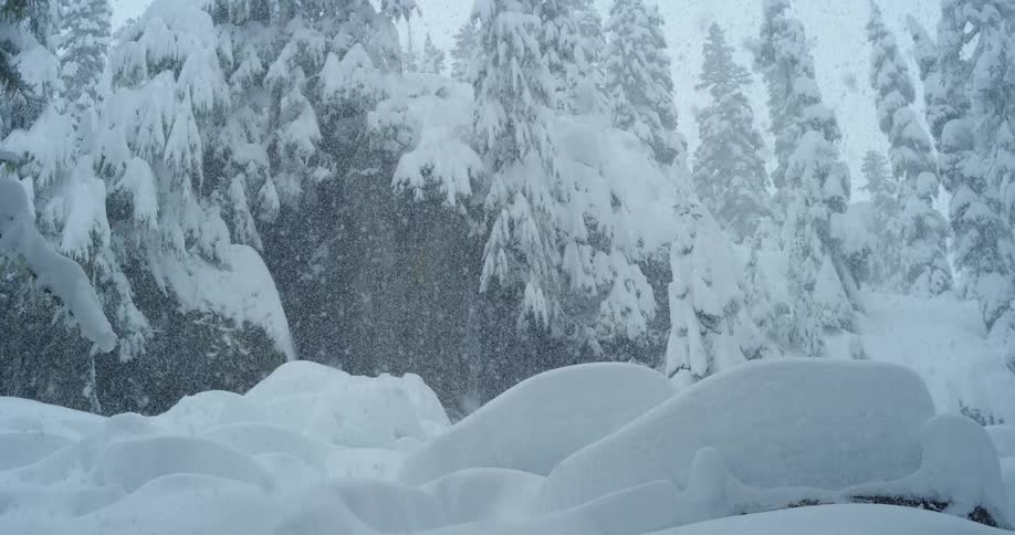 Heavy snow in an old growth forest