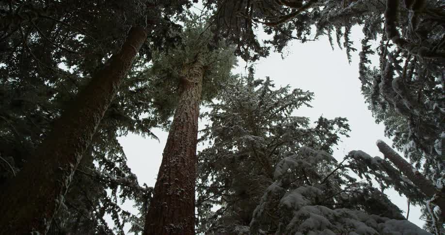 Flakes of snow fall from the branches of tall pine trees
