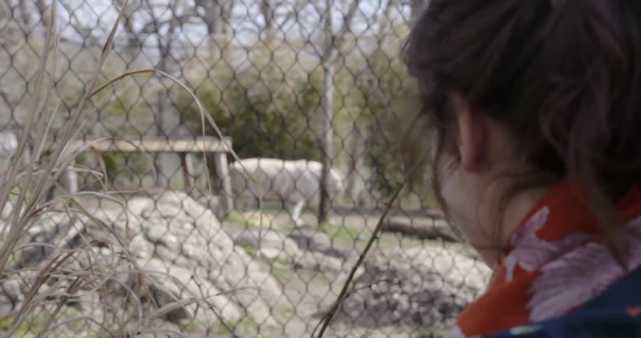 A girl in a red scarf watches a white tiger walk by