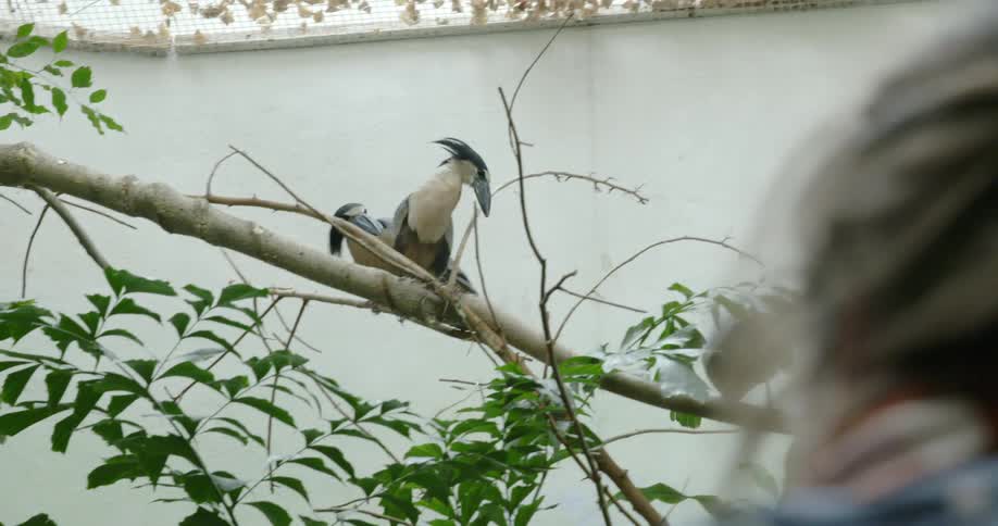 A person is watching two birds on a branch above