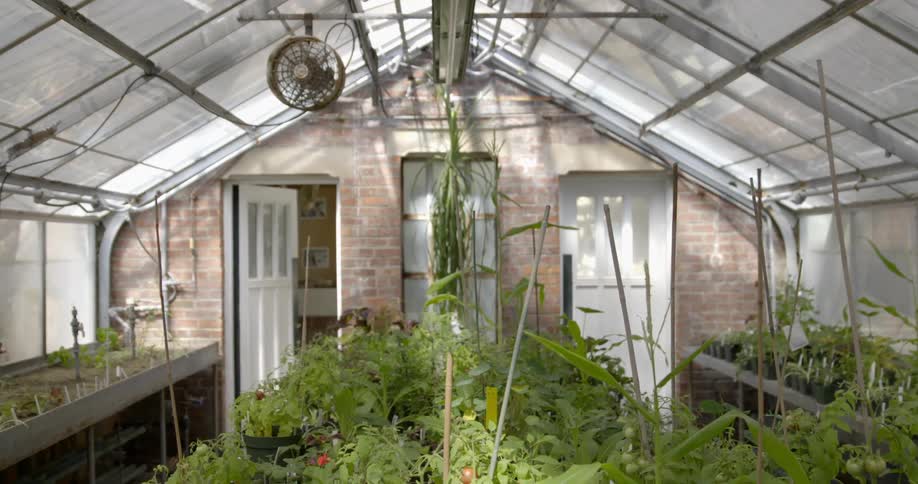 Plants sway in a greenhouse