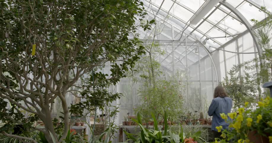 A person walks around a greenhouse
