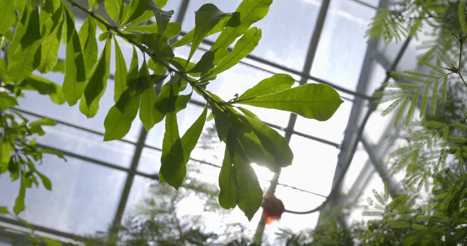 Close up of some branches in a greenhouse