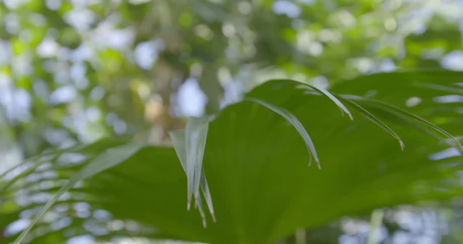 Tree leaves during the day