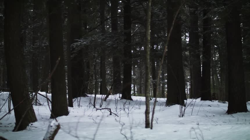 A lot of trees in a forest with a snow covered ground