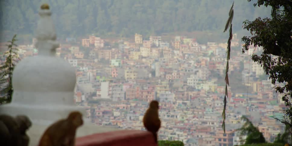 Monkeys are sitting outside of a developing country