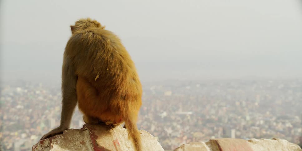 A monkey is sitting on a rock outdoors
