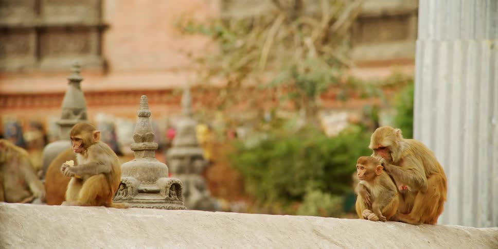 A man walks by moneys on a stone wall eating and grooming one another