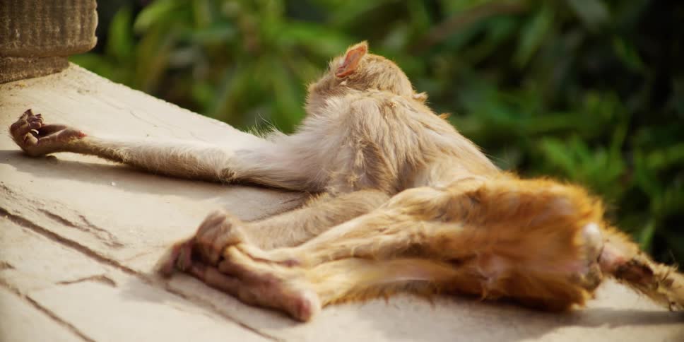 A monkey laying on a wood floor