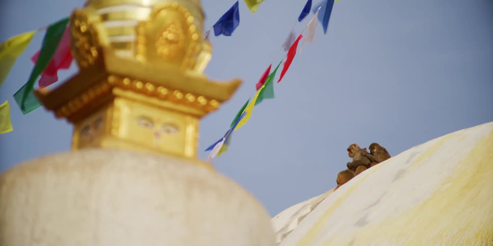 Monkeys grooming each other on top of asian temple